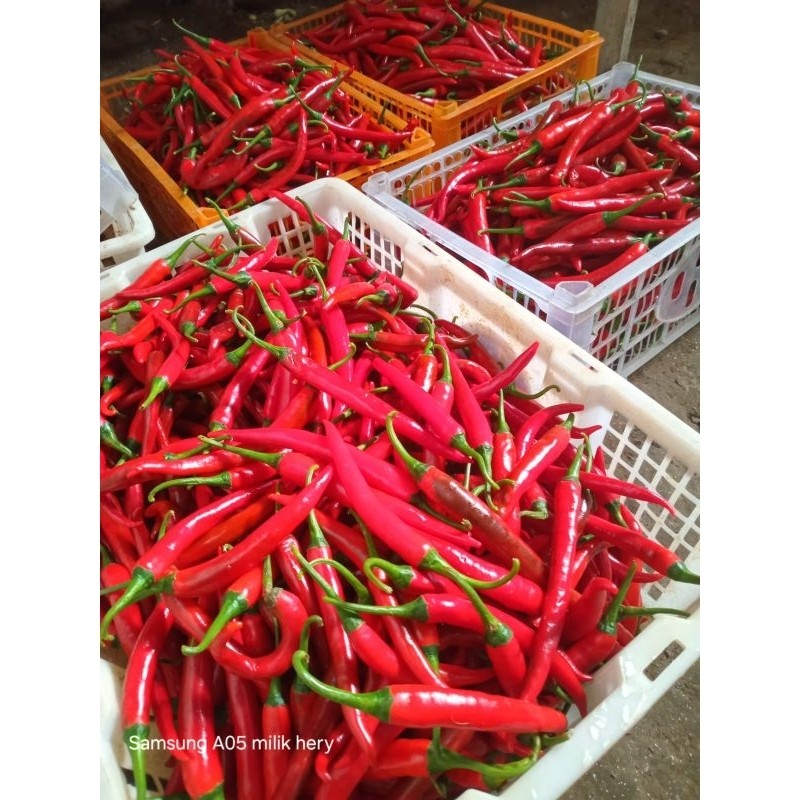 

Paket cabe merah tw besar fresh promo panen