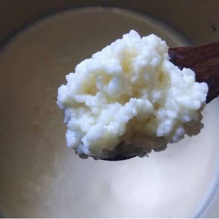

King Kefir Grain