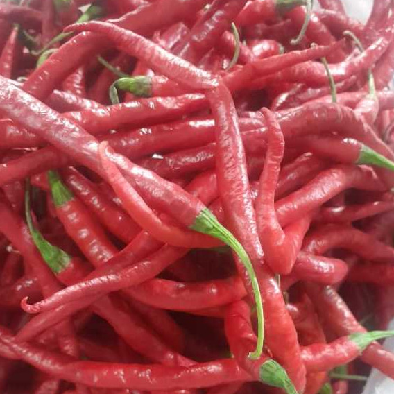 

Paket Cabai Merah Keriting .