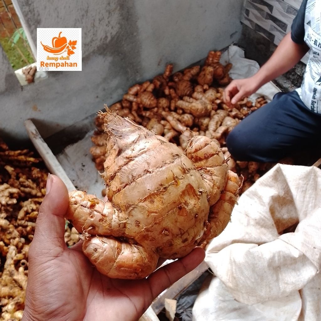 

Abh temu lawak segar 1 kg fresh