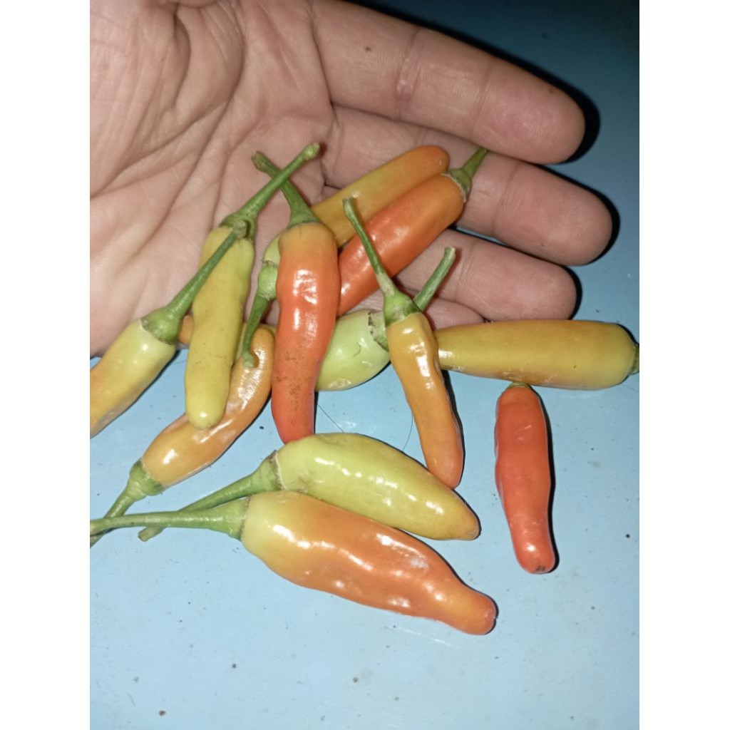 

PROMO Cabe Cabai Rawit Merah Ori Super 1kg Fress Langsung Petani