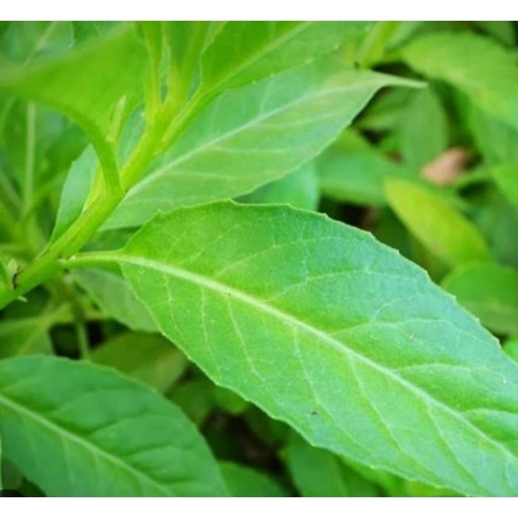 

Daun Sambung Nyawa Segar | Per Lembar