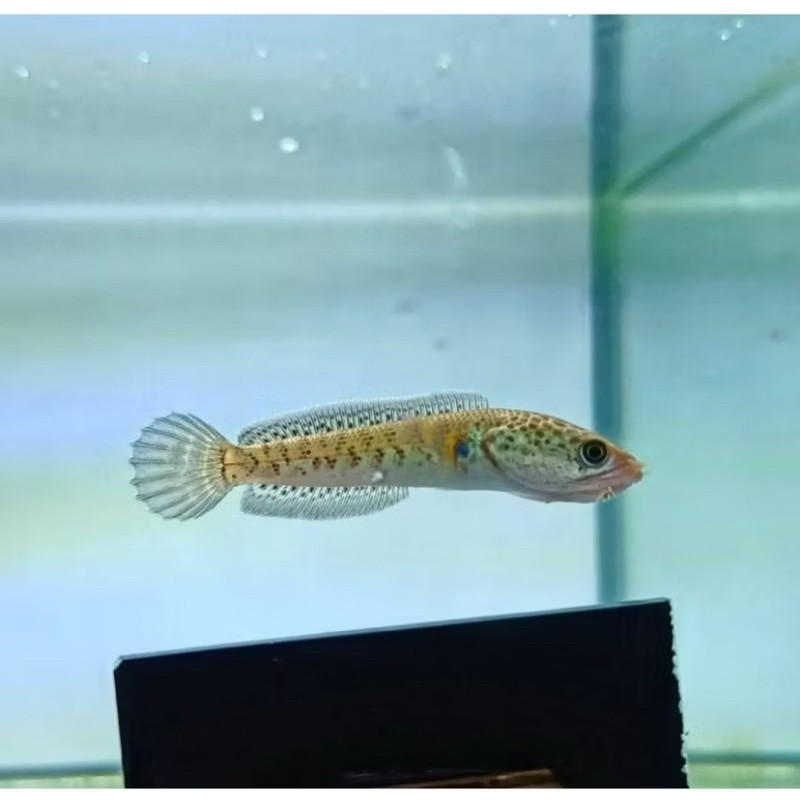 Auranti| Ranti Maculata baby 3-6cm