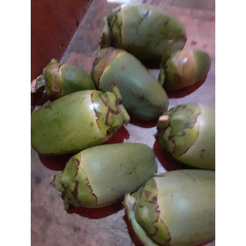 

New Bluluk klapa' tmbuluk klapa kcil