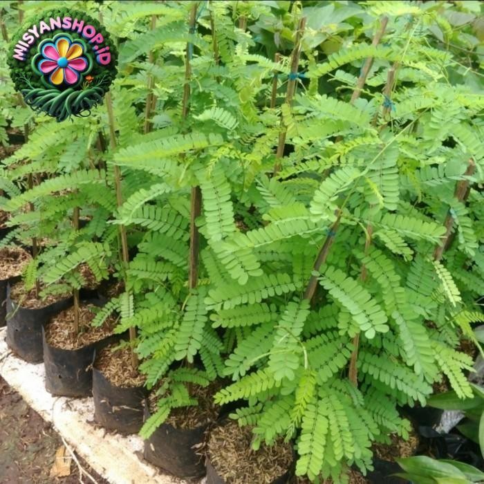 tanaman herbal daun saga obat herbal tanaman asli sogok tunteng