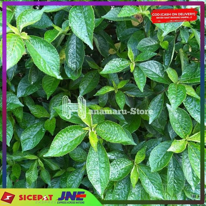 

DAUN KEJIBELING SEGAR/ 1kg l HERBAL DAUN KEJIBELING