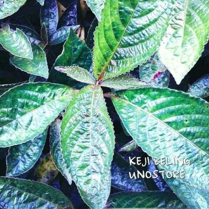 

Daun Pecah Beling Alami - herbal alami