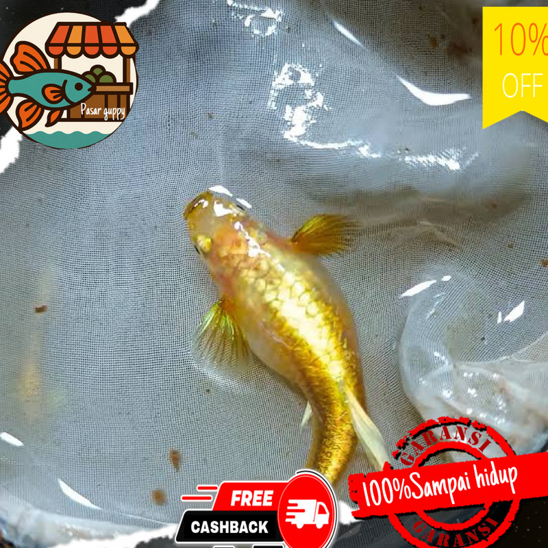 Hiasan aquarium hias aquarium guppy gold betina