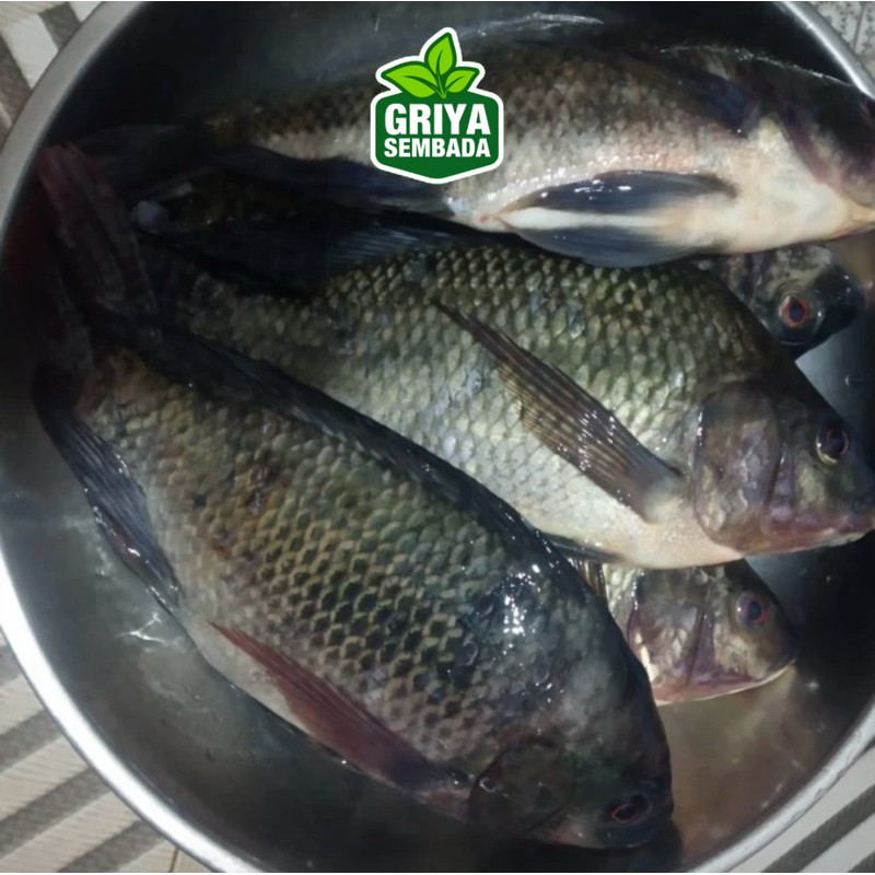 

Ikan Mujair Segar 1KG Griya Sembada