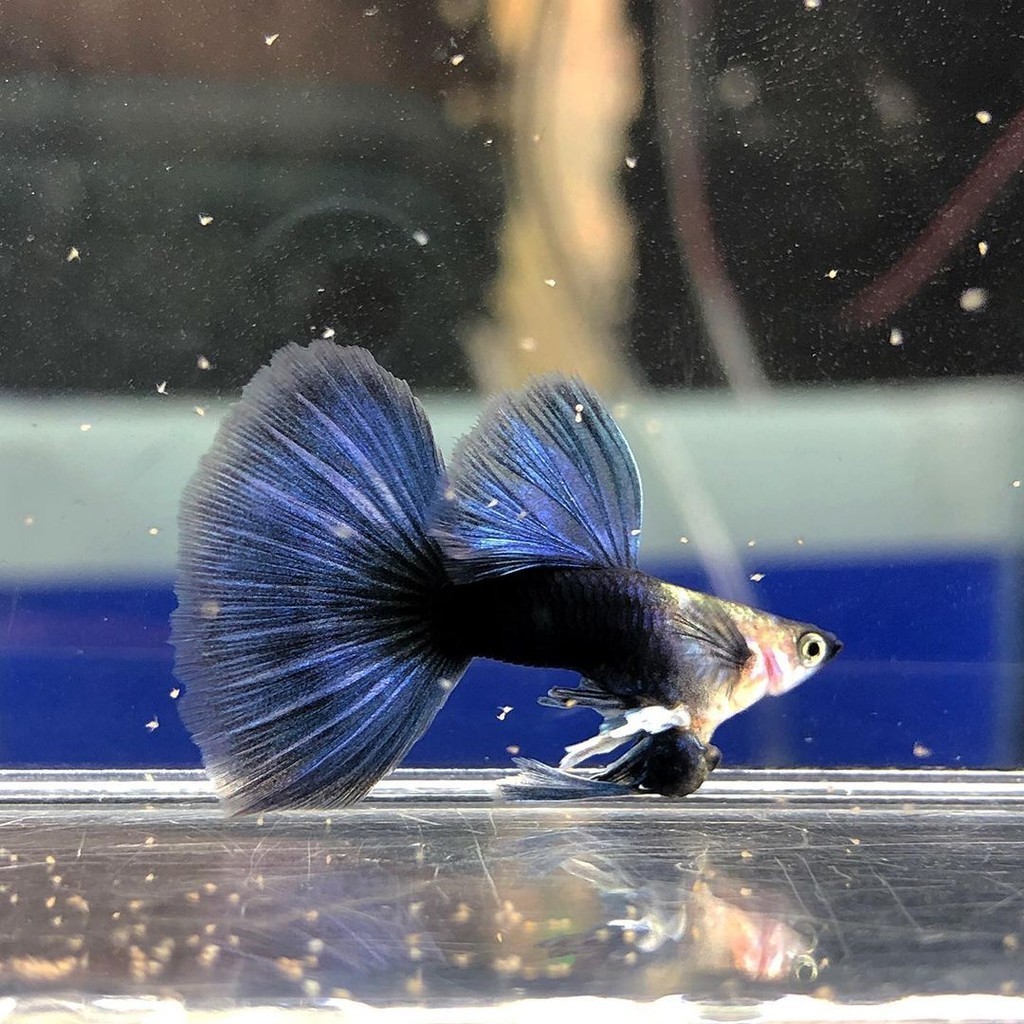 ikan hiasan HB BLUE guppy beli 4 bonus 1 gupi half blue moskow gopi aksesoris akuarium real promosi 