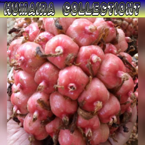 

Buah Kecombrang Buah Honje 500 Gram