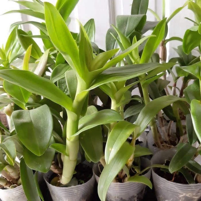 tanaman anggrek dendrobium bunga merah