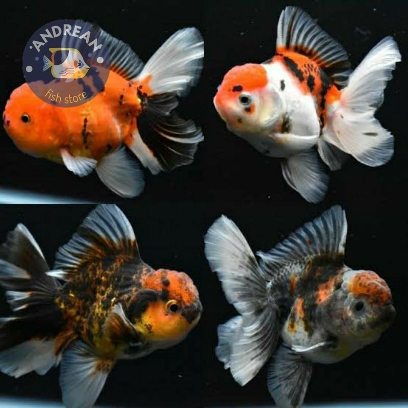 Big sale koki oranda pancawarna perlengkapan akuarium