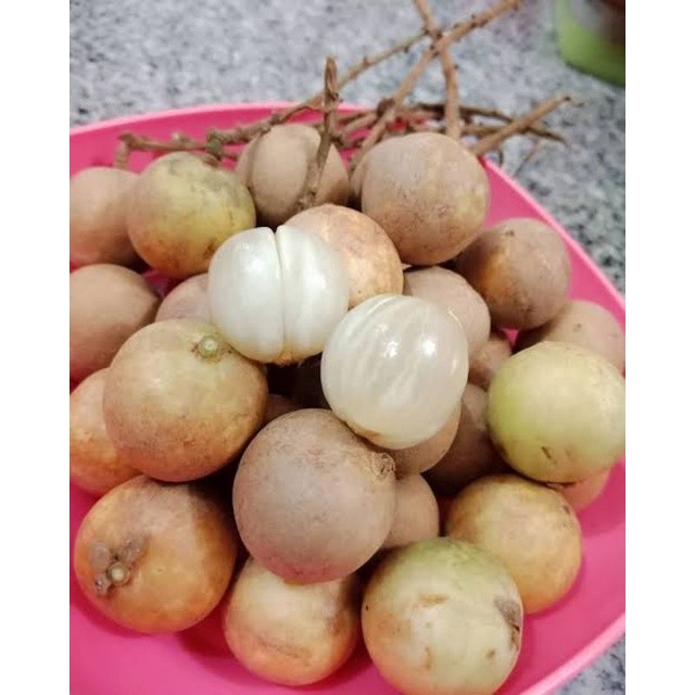 

Buah Rambai Khas Kalimantan Mirip Duku Langsat