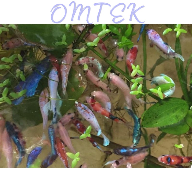 buy5free1 Burayak cup4ng random multy,fccp,Avatar,barongsai,helboy,hm,ct,dll mix