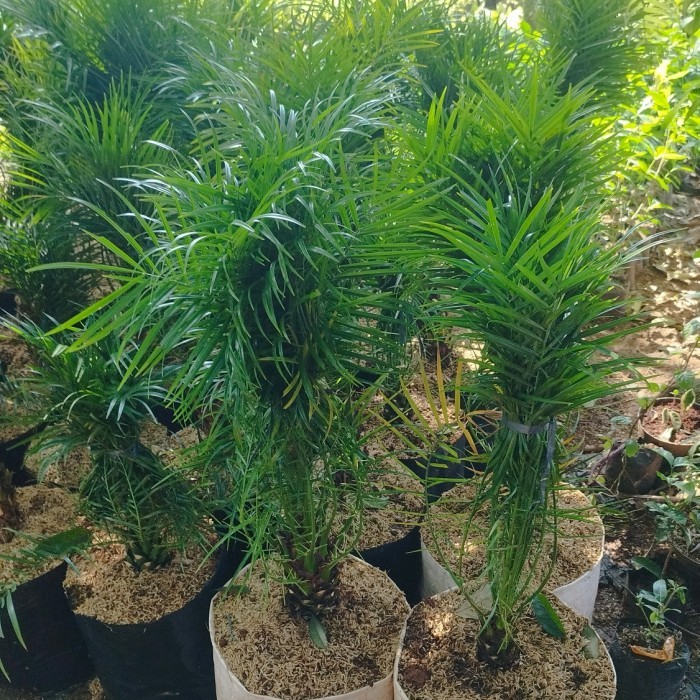 bibit tanaman palem phoenix | pohon palem phoenix