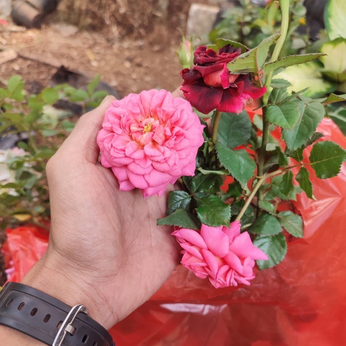 tanaman bunga mawar hidup asli