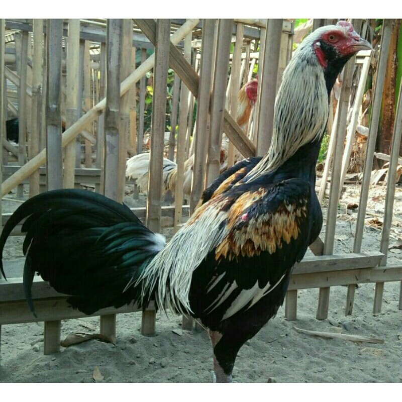 Telur Fertil Telur Tetas Ayam Aduan Pamangon Cros Pama