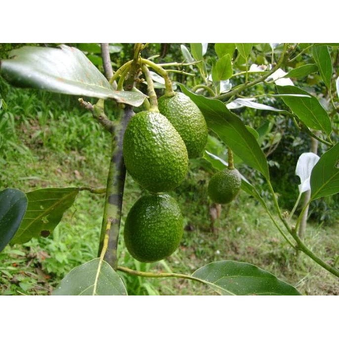 COD Asli! Bibit Tanaman Buah Alpukat Hass Australia A+ Kualitas Unggul