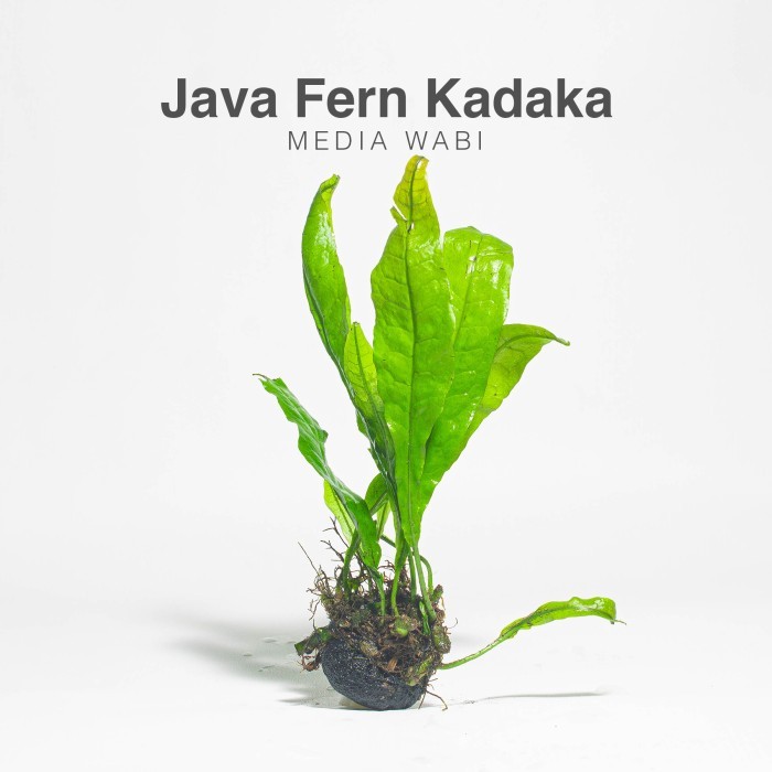 Microsorum Pteropus Java Fern Kadaka | Tanaman Aquascape Media Wabikusa