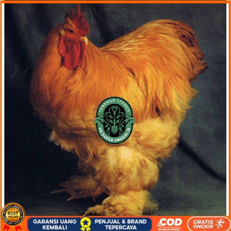 

TELUR AYAM HIAS BRAHMA GC isa untuk di tetaskan UD_SUPER_UNGGUL_ID