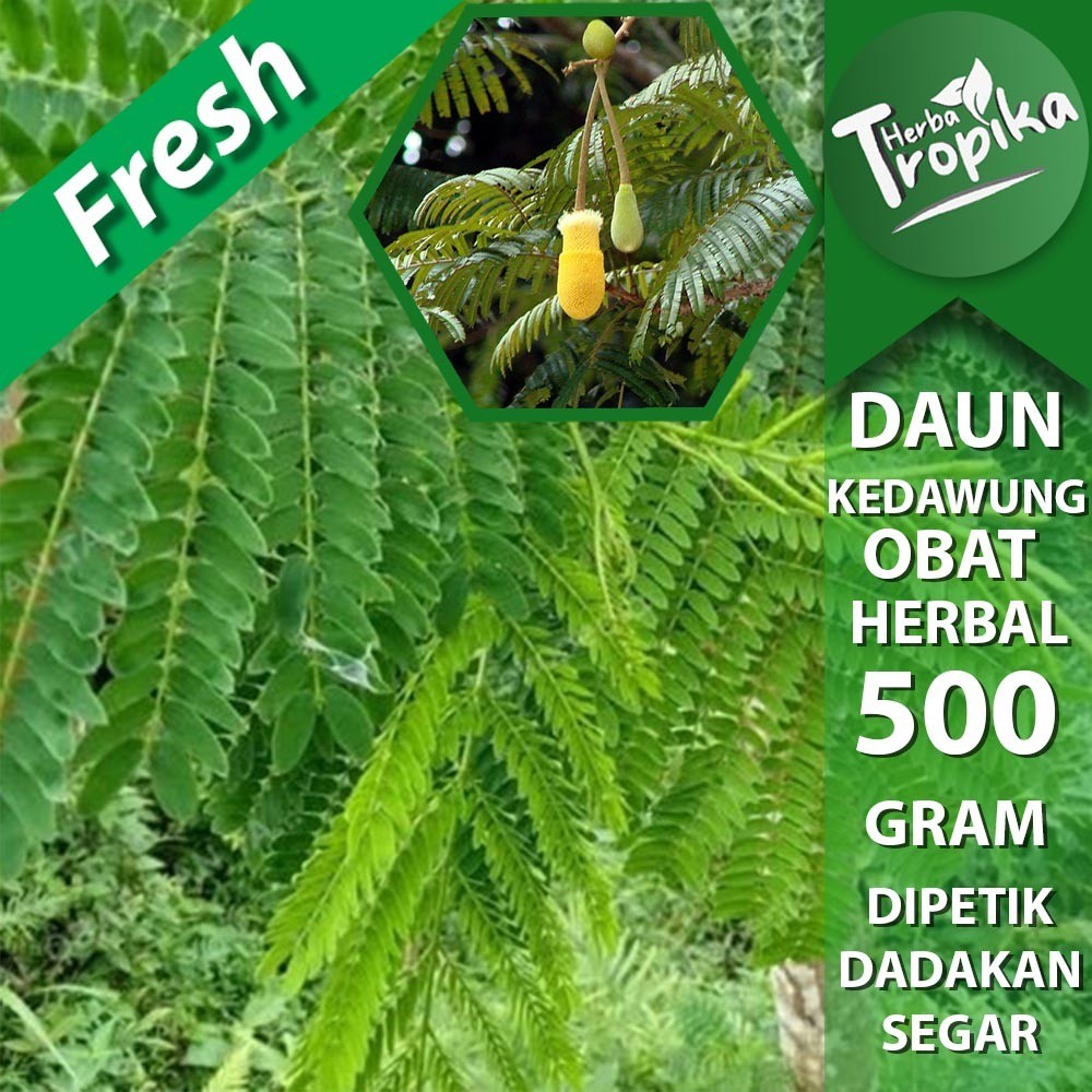 

Daun kedawung Parkia timoriana Segar 500 gram herbal alami toko herba tropika