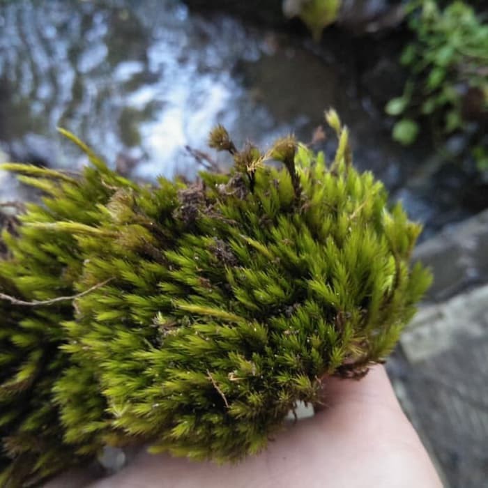 

Media Tanam Lumut Hidup Forest Moss 200 Gram