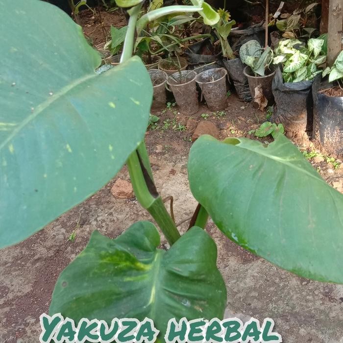 tanaman montera king