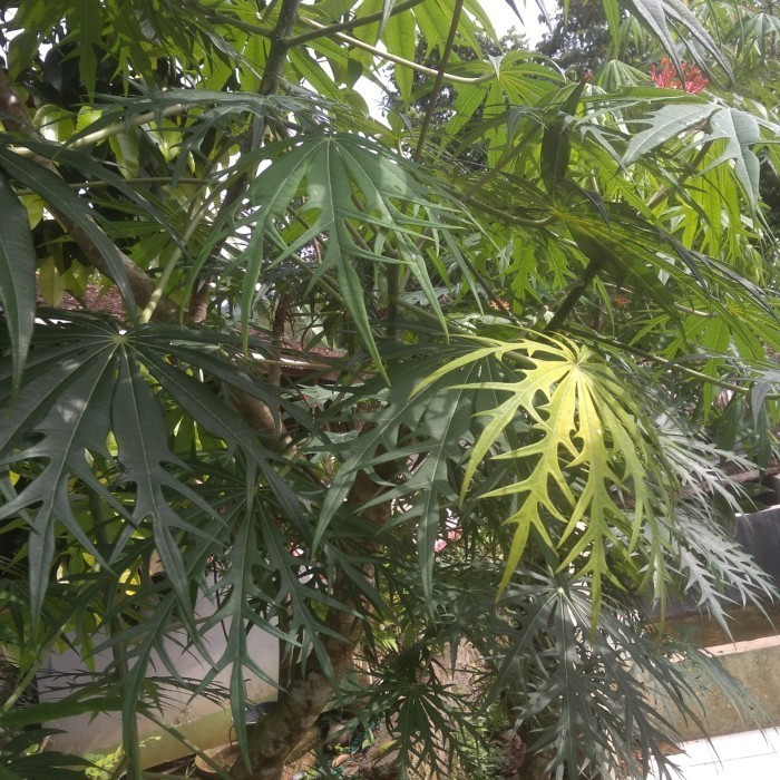 

daun jarak tintir Rempah_herbalCo