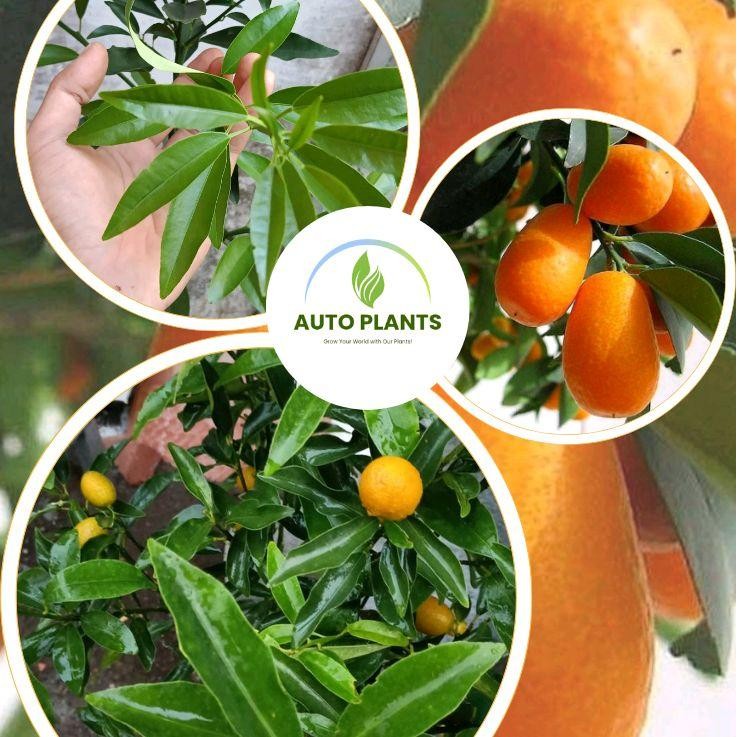 Bibit jeruk nagami / Bibit pohon jeruk nagami