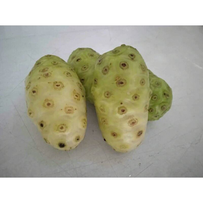 

MC-19 MENGKUDU/ BUAH PACE SEGAR 1 KG