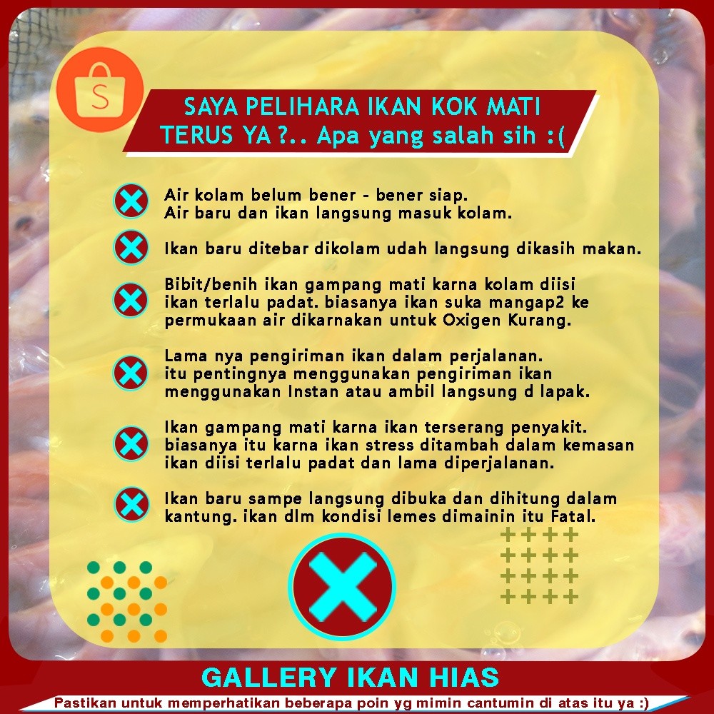 Hobi Paket 50ekor - Bibit Nila Merah Bangkok 8-9Cm (2Jari) / Bibit Nila Merah Terdekat Bogor /  Nila