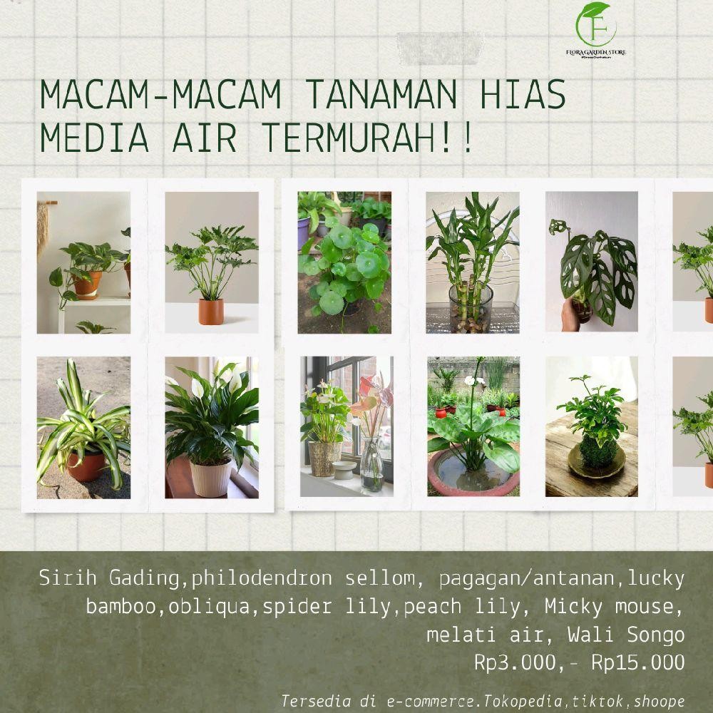 Tanaman Media Air - Tanaman Hias Bisa hidup Di air - Tanaman Indoor