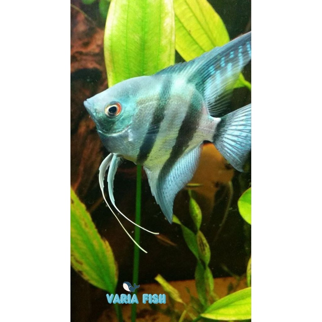 hiasan akuarium manfish blue pinoy cocok untuk Aquascape
