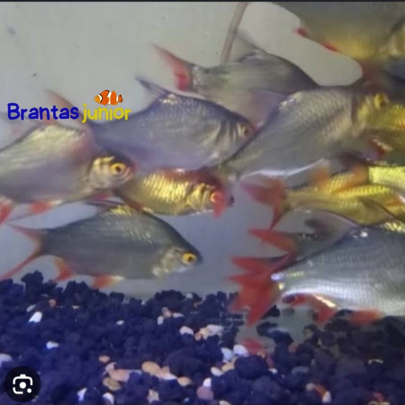 ikan kaviat hijau 6-7 cm hiasan aquarium,perlengkapan aquarium