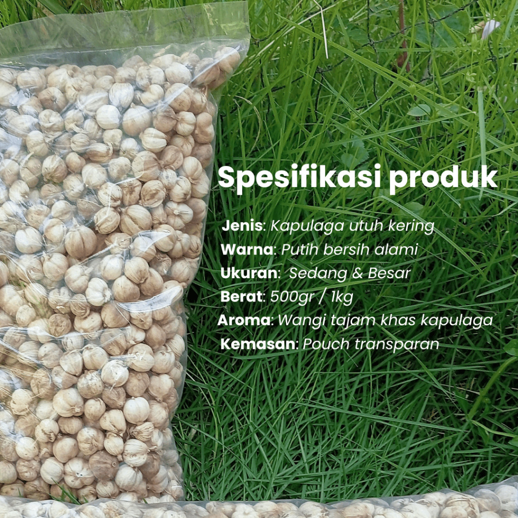 

Kapulaga India Grade Super – Rempah Wangi untuk Masak & Kesehatan