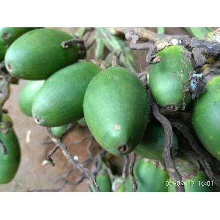 

ready Promo BUAH PINANG MUDA segar 1kg Berkualitas. benar. fres