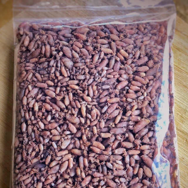 

Baby cumi 1000gram 1-2 cm