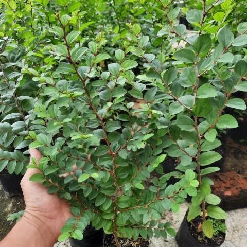 BIBIT TANAMAN BIDARA ARAB/ BIBIT BIDARA ARAB/ DAUN BIDARA