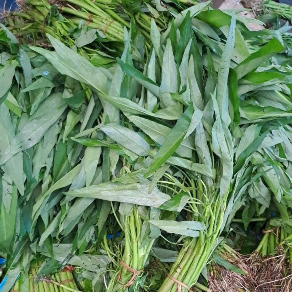 

Kangkung Segar Per Ikat Bandung