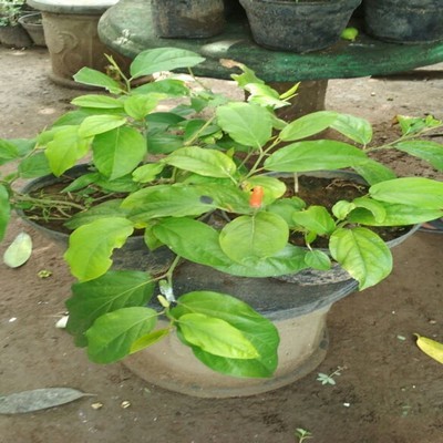 BIBIT TANAMAN CABE JAWA / CABE OBAT