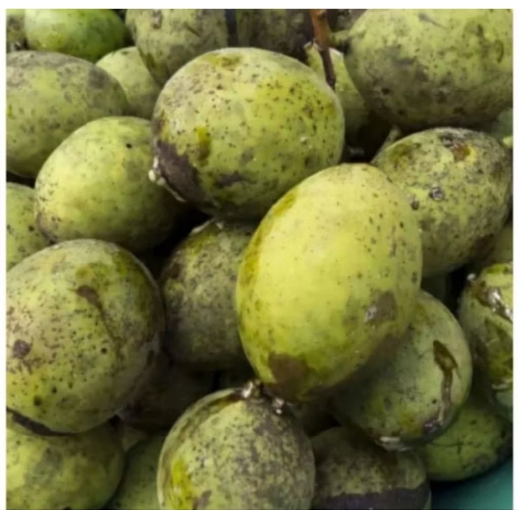 

Abh buah pakel limus muda 1 kg