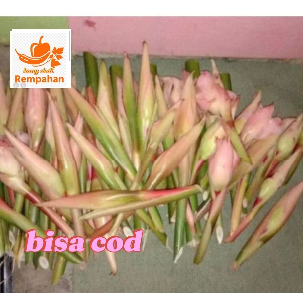 

bunga kecombrang /satu pcs Abh