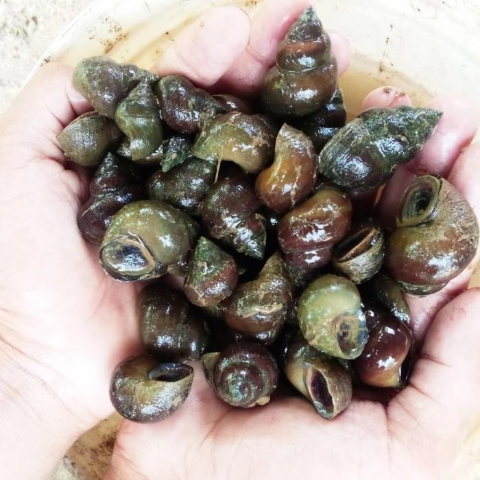 Tutut sawah hidup organik segar belum di potong