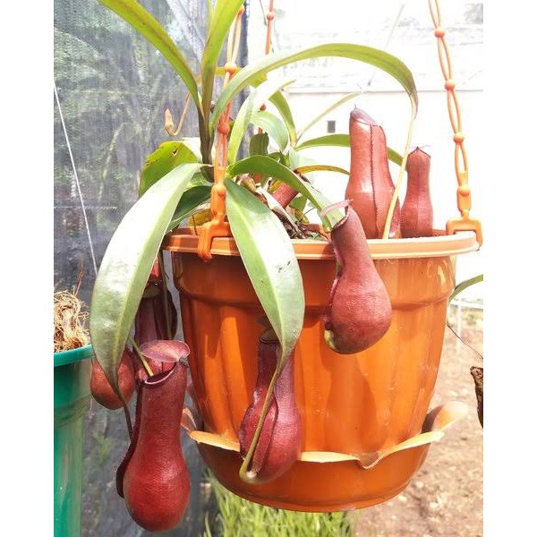 Kantong Semar Tanaman Karnivora - Nepenthes