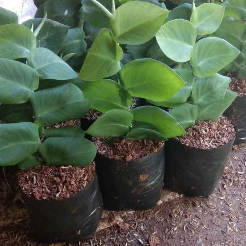 

tanaman hias rambat dolar besar / dolar gede rambat