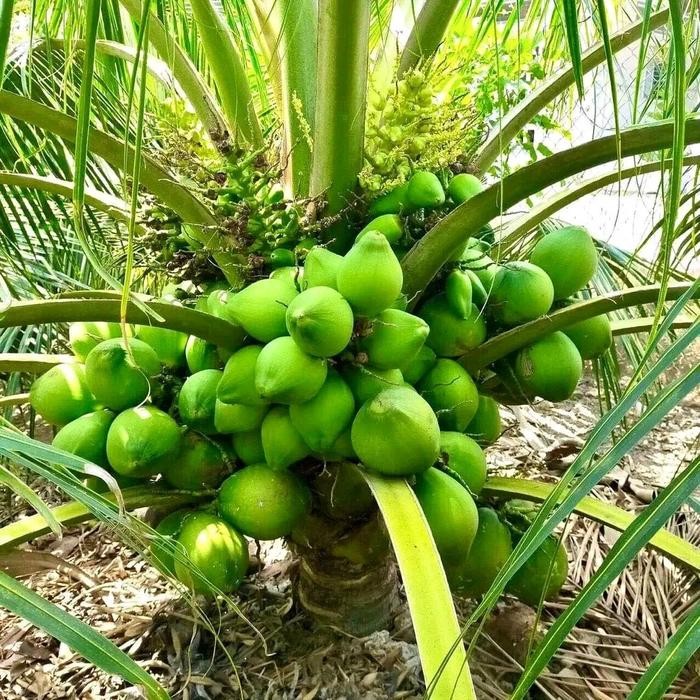 bibit kelapa hibrida jumbo super genjah cepat berbuah tanaman berkualitas