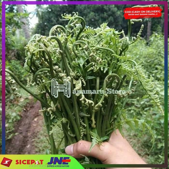 

1kg PAKIS SAYUR SEGAR - TEMPURA PUCUK PAKIS MUDA - PAKIS KONSUMSI