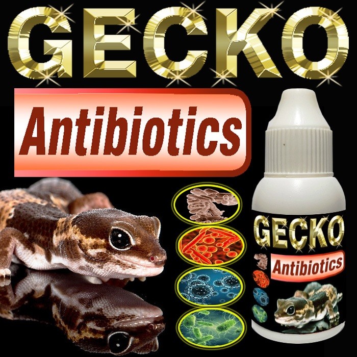 GECKO ANTIBIOTICS VITAMIN OBAT PENYAKIT PERNAPASAN PNEUMONIA PILEK PADA HEWAN REPTILE LEOPARD GEKO G