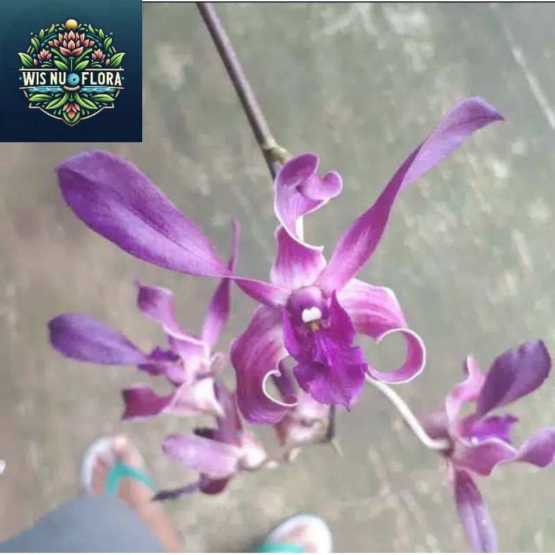 Seedling Anggrek Dendrobium Blue Spin -tanaman hidup-bunga hidup murah-anggrek-bunga hias
